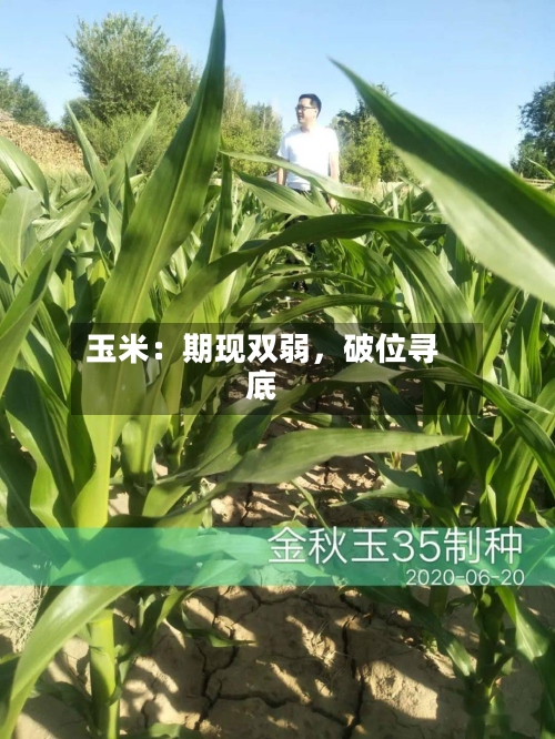玉米：期现双弱，破位寻底-第1张图片